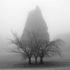 Trees in the Mist